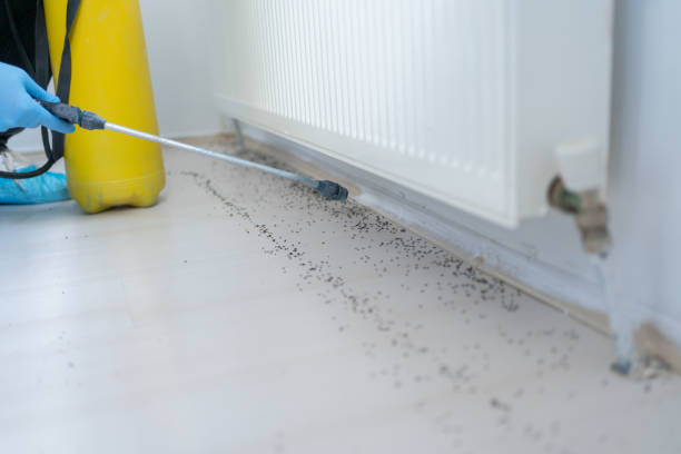 Best Cockroach Control Services  in Mesquite, TX